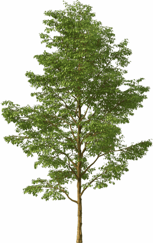 tree